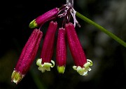 Dichlostemma ida-maia - Firecracker Plant